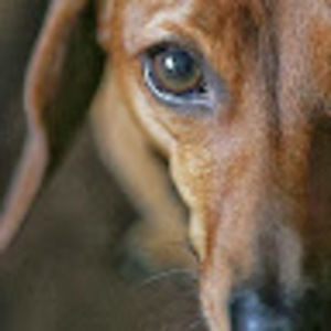 Meet your Posher, Chloe